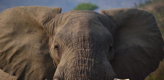 Il dottore degli elefanti: un ruolo importante nell’antica civiltà indiana dottore degli elefanti