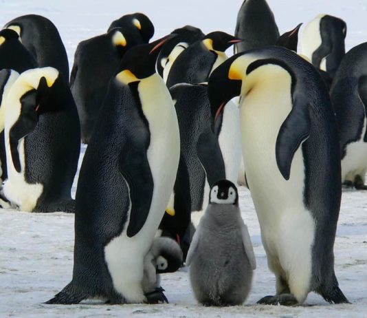 Festa del papà: dai pinguini al nandù, ecco gli esempi nel mondo animale festa del papà