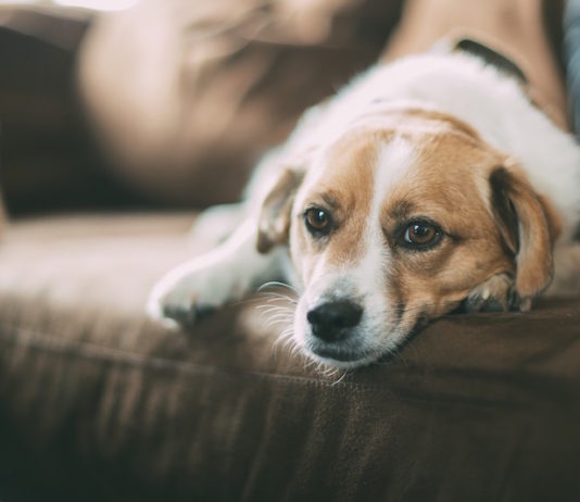 Leishmaniosi: tre punti chiave per conoscerla ed evitarla leishmaniosi