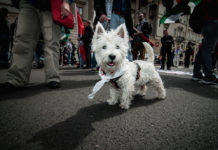 milano pet week