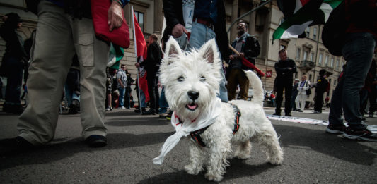 Milano Pet Week: nasce la prima settimana che celebra i pet milano pet week