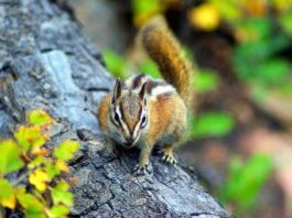 scoiattolo giapponese