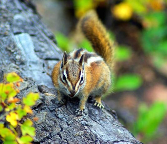 scoiattolo giapponese