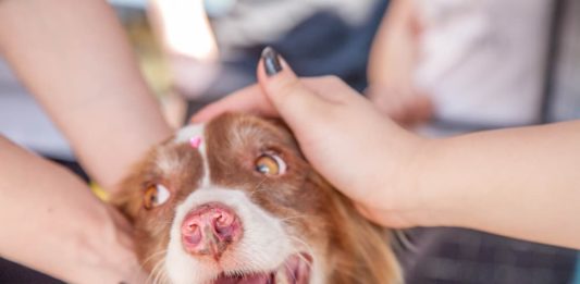 Attività di soccorso degli animali: il ruolo della Protezione civile soccorso degli animali