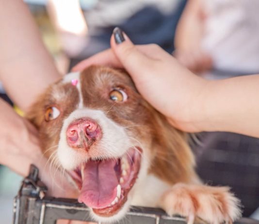 soccorso degli animali