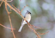 temperatura degli uccelli