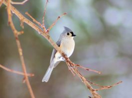 temperatura degli uccelli