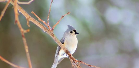 temperatura degli uccelli