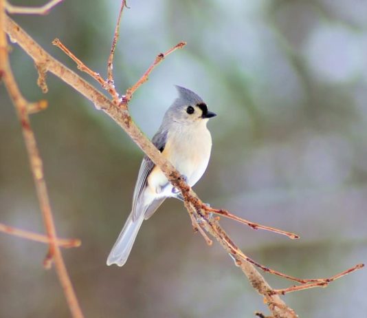 temperatura degli uccelli
