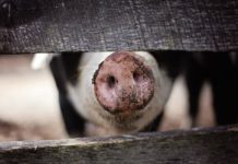 trasporto degli animali