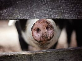 Trasporto degli animali: come migliorare la loro protezione? trasporto degli animali