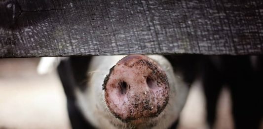 trasporto degli animali