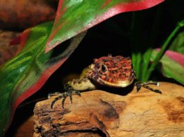 un rettile come animale domestico