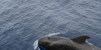 vaquita