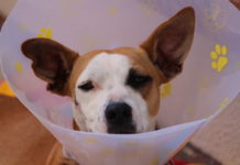 veterinario a domicilio
