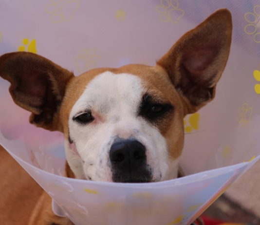 veterinario a domicilio