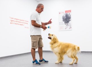 puppy class day