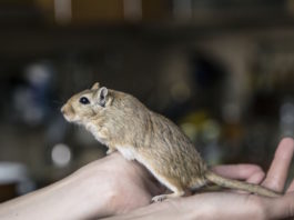 Myocoptes musculinus