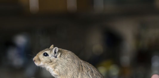 Myocoptes musculinus: un acaro parassita dei roditori Myocoptes musculinus