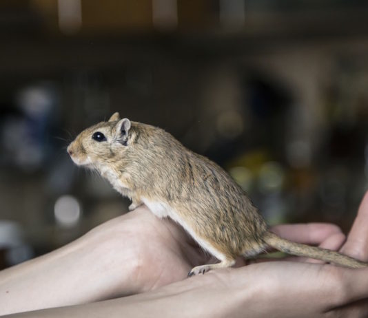 Myocoptes musculinus: un acaro parassita dei roditori Myocoptes musculinus