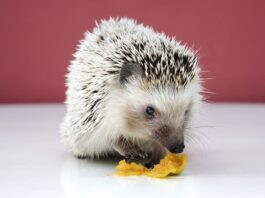 alimentazione riccio africano uva