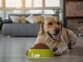 alimenti ad alta energia