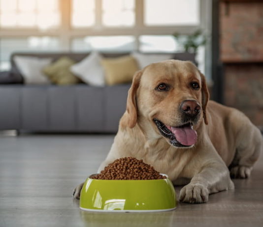 Pro e contro degli alimenti ad alta energia per cani: quali sono? alimenti ad alta energia