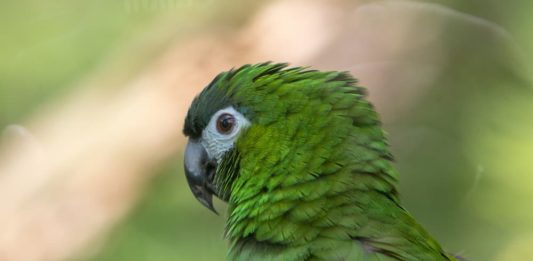 L’Ara nobilis, conosciuto anche come “ara dalle spalle rosse” ara nobilis