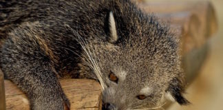 binturong