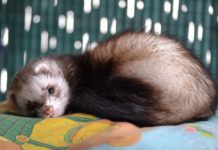 boli di pelo nel furetto