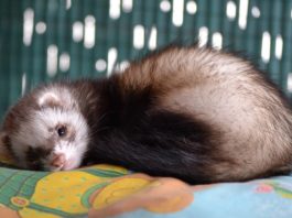 boli di pelo nel furetto