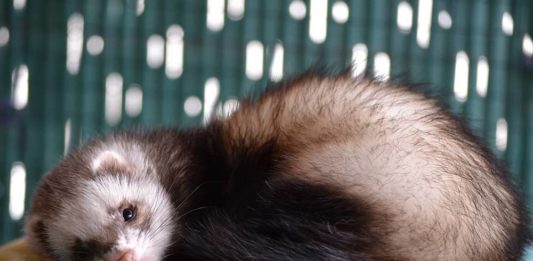 boli di pelo nel furetto