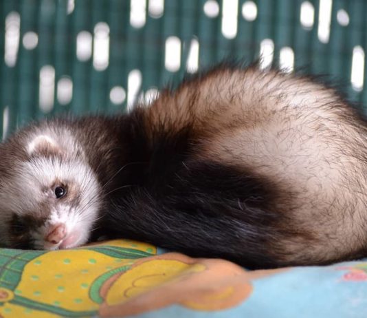 boli di pelo nel furetto