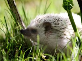 colorazioni del riccio africano