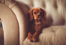 come gestire il cucciolo