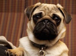 Come scegliere il collare per il cane? Ecco alcuni consigli! come scegliere il collare