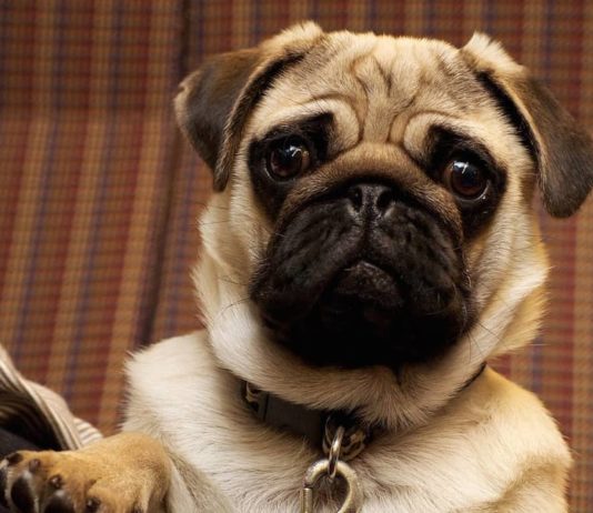 Come scegliere il collare per il cane? Ecco alcuni consigli! come scegliere il collare