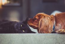 congiuntiviti allergiche