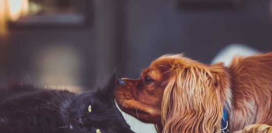 congiuntiviti allergiche