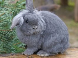 Il coniglio e gli arricchimenti ambientali (parte terza) coniglio e arricchimenti ambientali