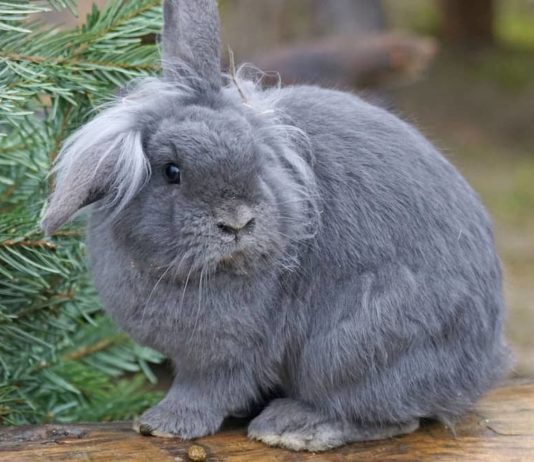 Il coniglio e gli arricchimenti ambientali (parte terza) coniglio e arricchimenti ambientali