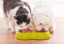 diete vegane per pet