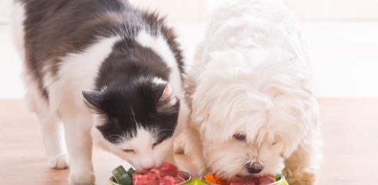 diete vegane per pet