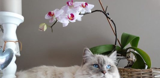 la piometra nel gatto