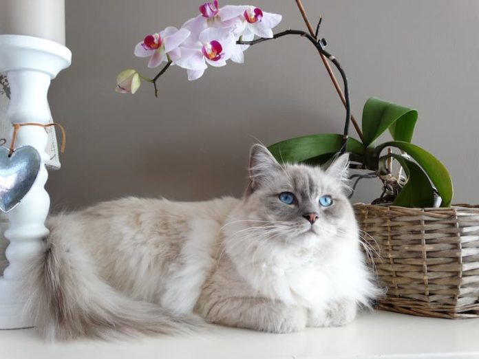 la piometra nel gatto la piometra nel gatto