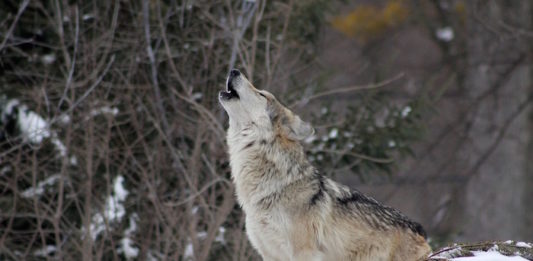 Old Wild Wolves: nuova luce sulla storia evolutiva dei lupi italiani lupi italiani