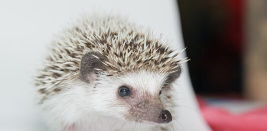 Malattie e problemi di salute del riccio africano malattie riccio primo piano