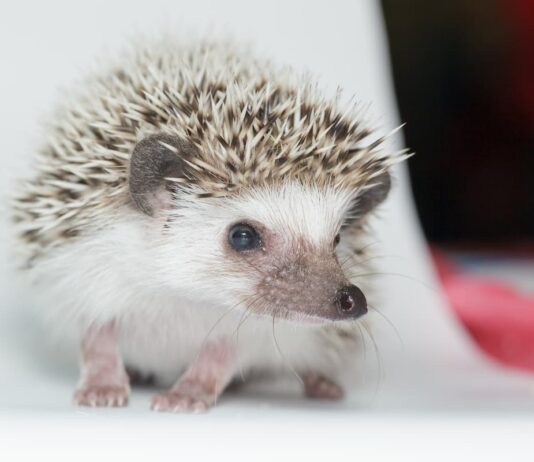 malattie riccio primo piano