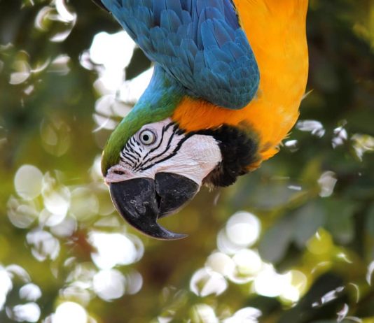 pappagalli Ara