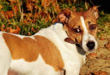 paure nel cane